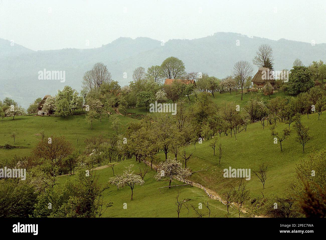 Provincia di Alba, Romania, circa 1980. Proprietà rurali nei monti Apuseni, con case e capannoni tradizionali di paglia, circondati da pascoli e frutteti. Foto Stock