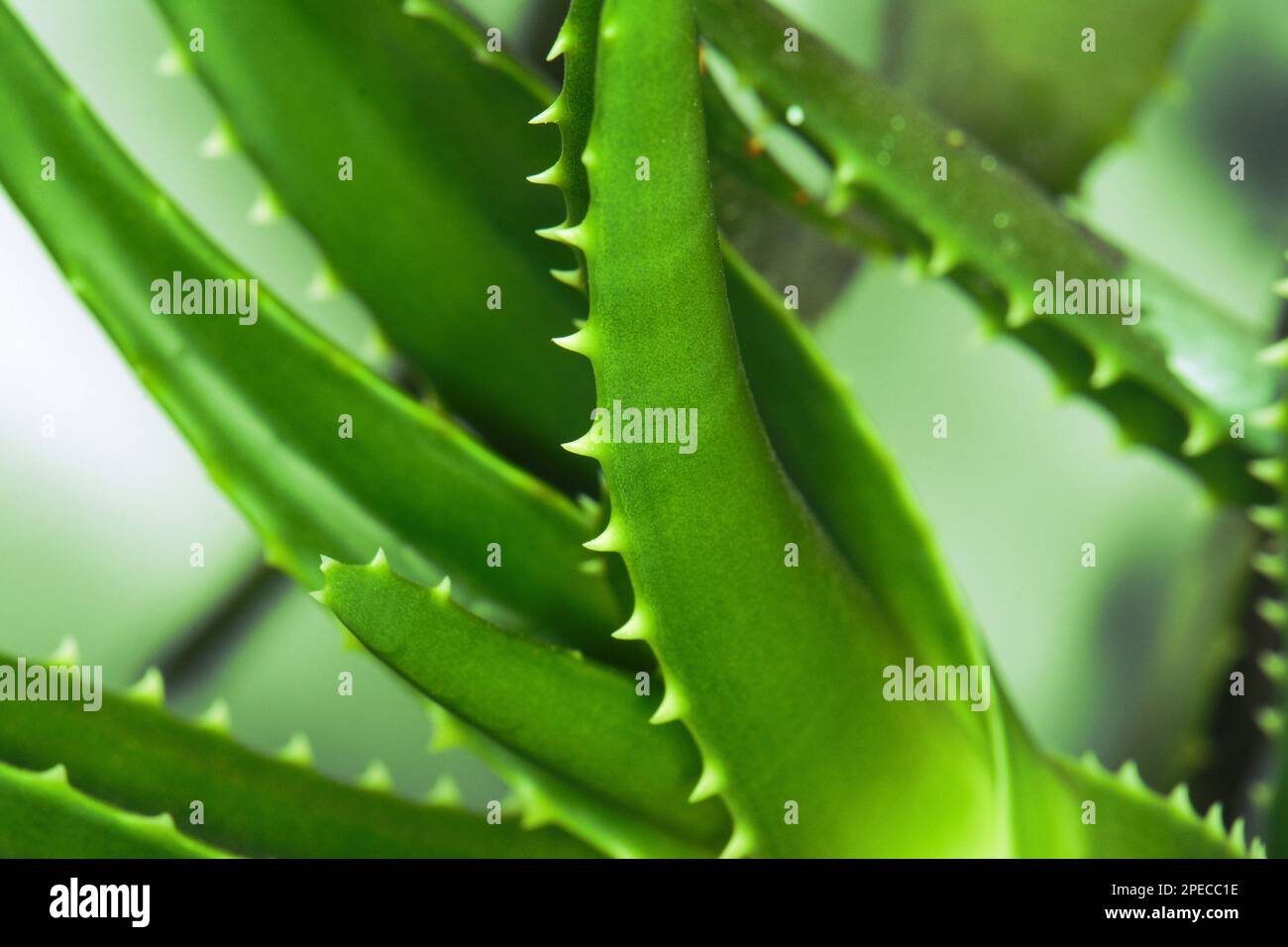 Aloe vera è piante verdi tropicali tollerare il tempo caldo. Un primo piano di foglie verdi, aloe vera. Aloe vera è una medicina di erbe molto utile per la pelle ca Foto Stock