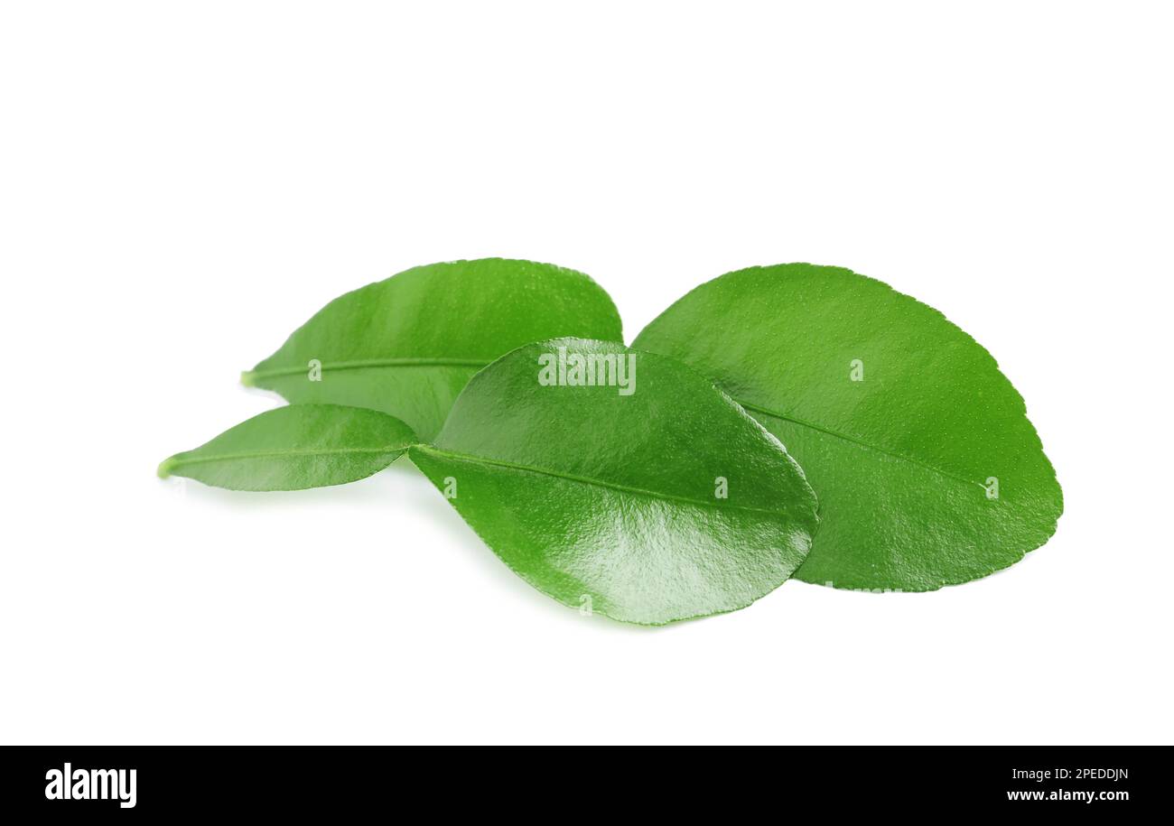 Foglie verdi di bergamotto su fondo bianco Foto Stock