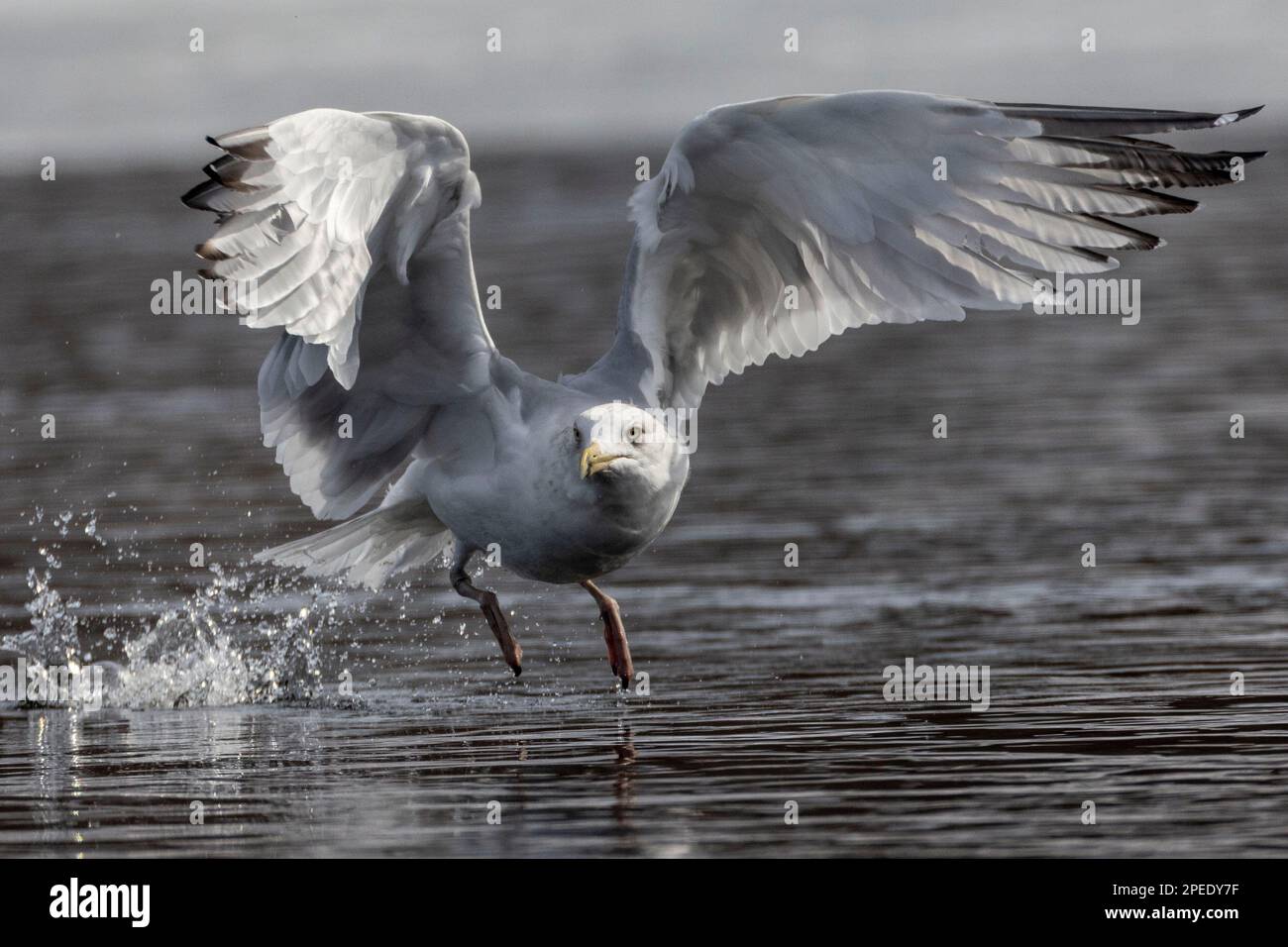 (Ottawa, Canada---12 marzo 2023) Gull aringa decollo dal fiume Rideau. Foto Copyright 2023 Sean Burges / Mundo Sport immagini. Se possibile Foto Stock
