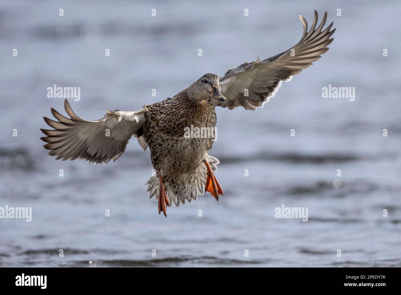 (Ottawa, Canada---12 marzo 2023) l'anatra Mallard entra per atterrare sul fiume Rideau. Foto Copyright 2023 Sean Burges / Mundo Sport immagini. Foto Stock