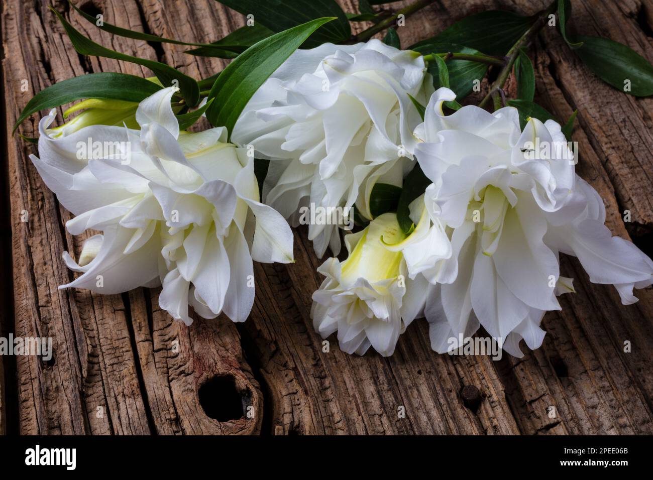 Bianco Double Rose Lily Still Life Foto Stock
