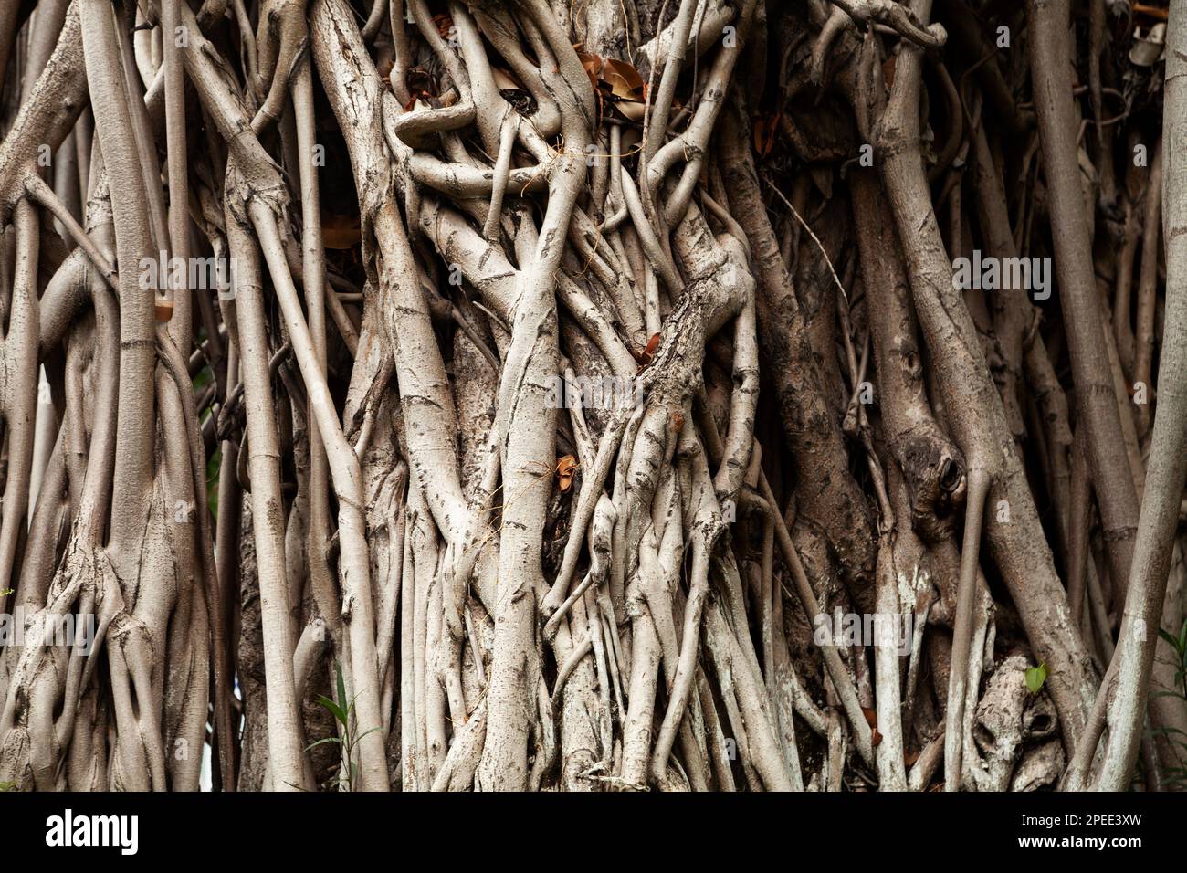 Gigantesco vecchio albero di banyan con tronchi aggrovigliati. Concetto di foresta incantata e minacciosa Foto Stock