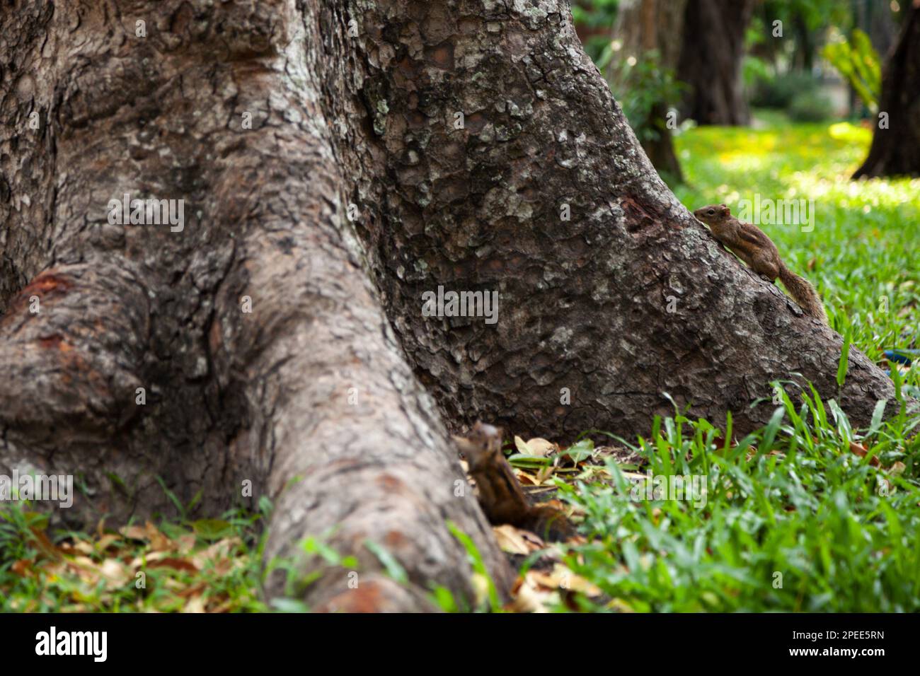 Piccolo carino chippmunk fotobombing un altro chippmunks fotoshoot da un tronco dell'albero. Roditori nel loro habitat naturale Foto Stock