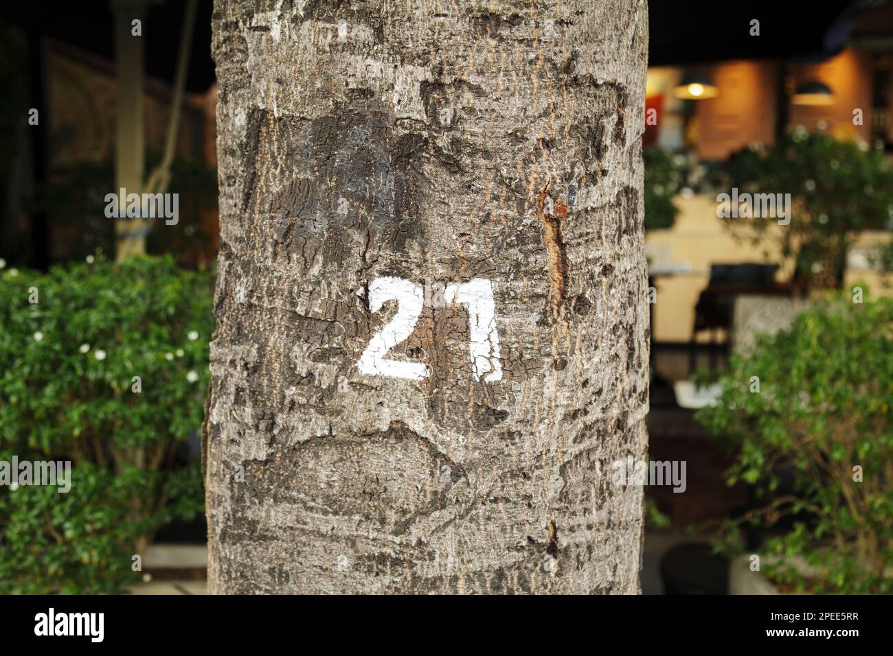 Numero 21 scritto con vernice bianca su un tronco di albero. Inventario numero ventuno su un primo piano di corteccia Foto Stock