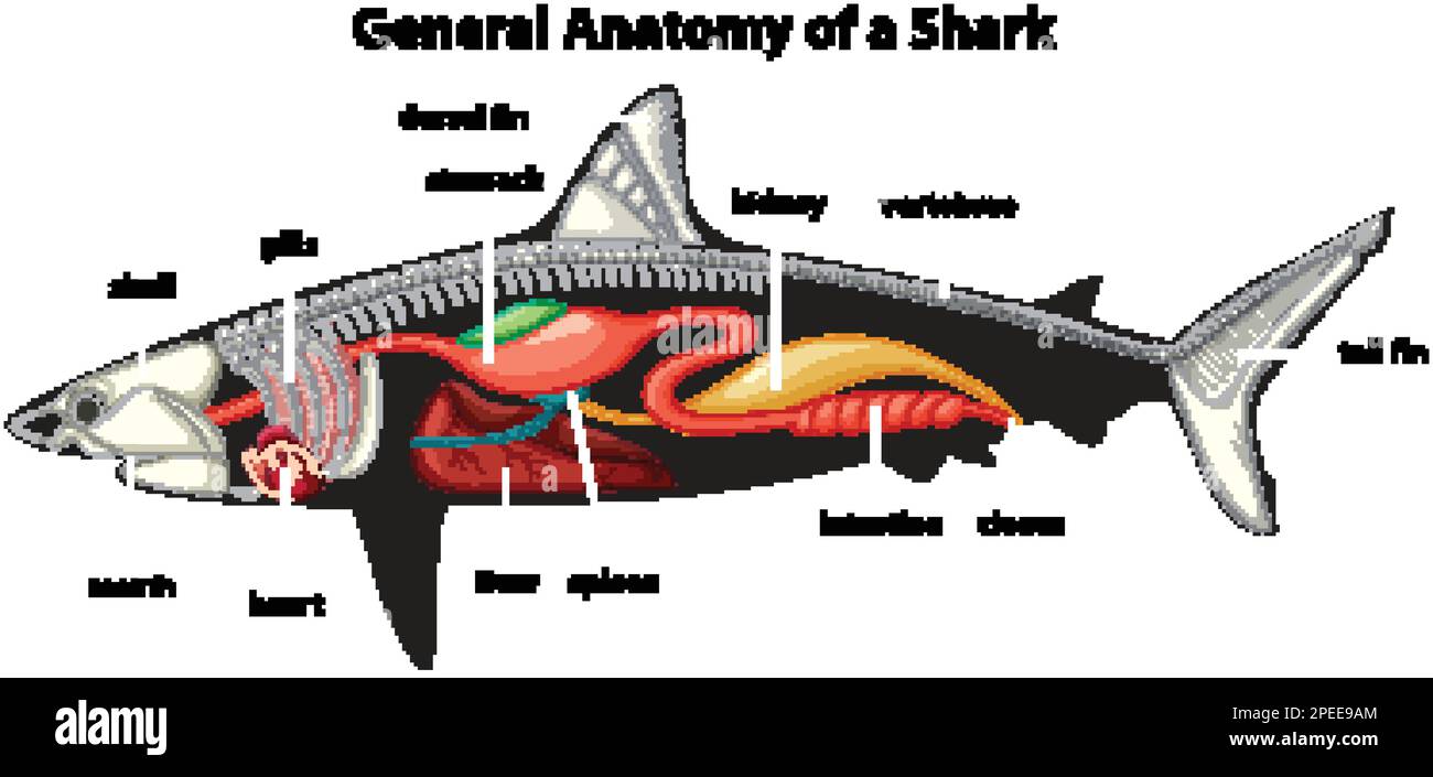 Anatomia generale di un diagramma di squalo Illustrazione Vettoriale