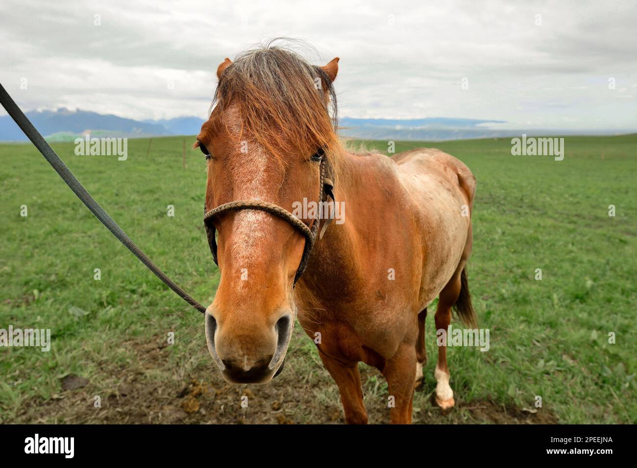 I cavalli nella prateria Kalajun nello Xinjiang sono partner e amici importanti nella vita dei pastori Foto Stock