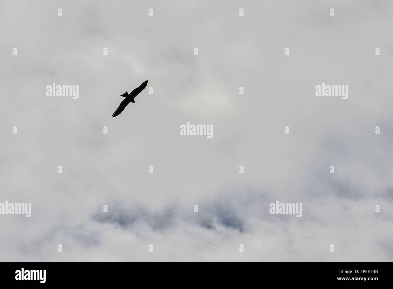 Un falco sparge continuamente le sue ali e i suoi cerchi nel cielo della prateria Kalajun nello Xinjiang Foto Stock