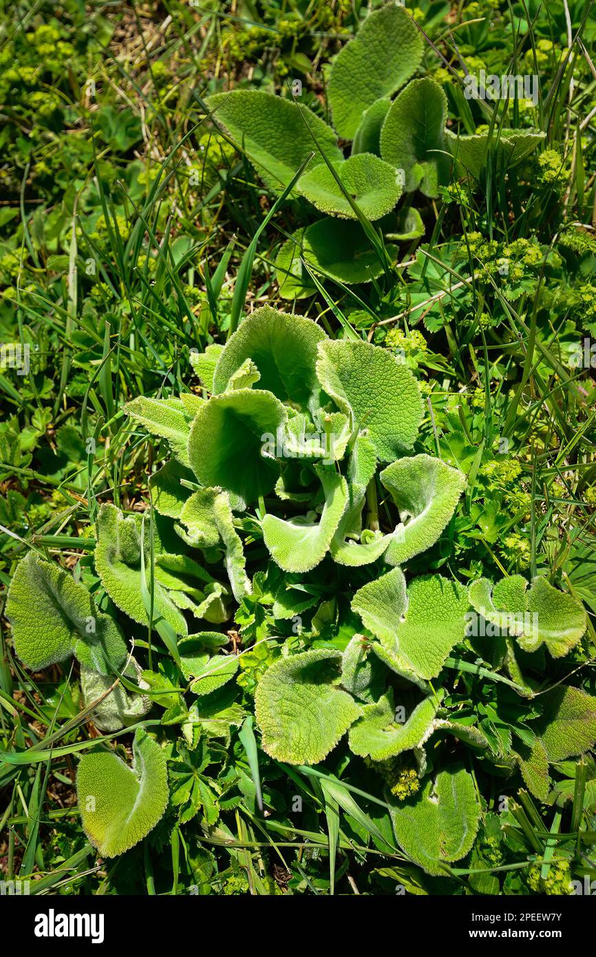 Fiori e piante che si possono vedere ovunque nella prateria Kalajun nello Xinjiang Foto Stock