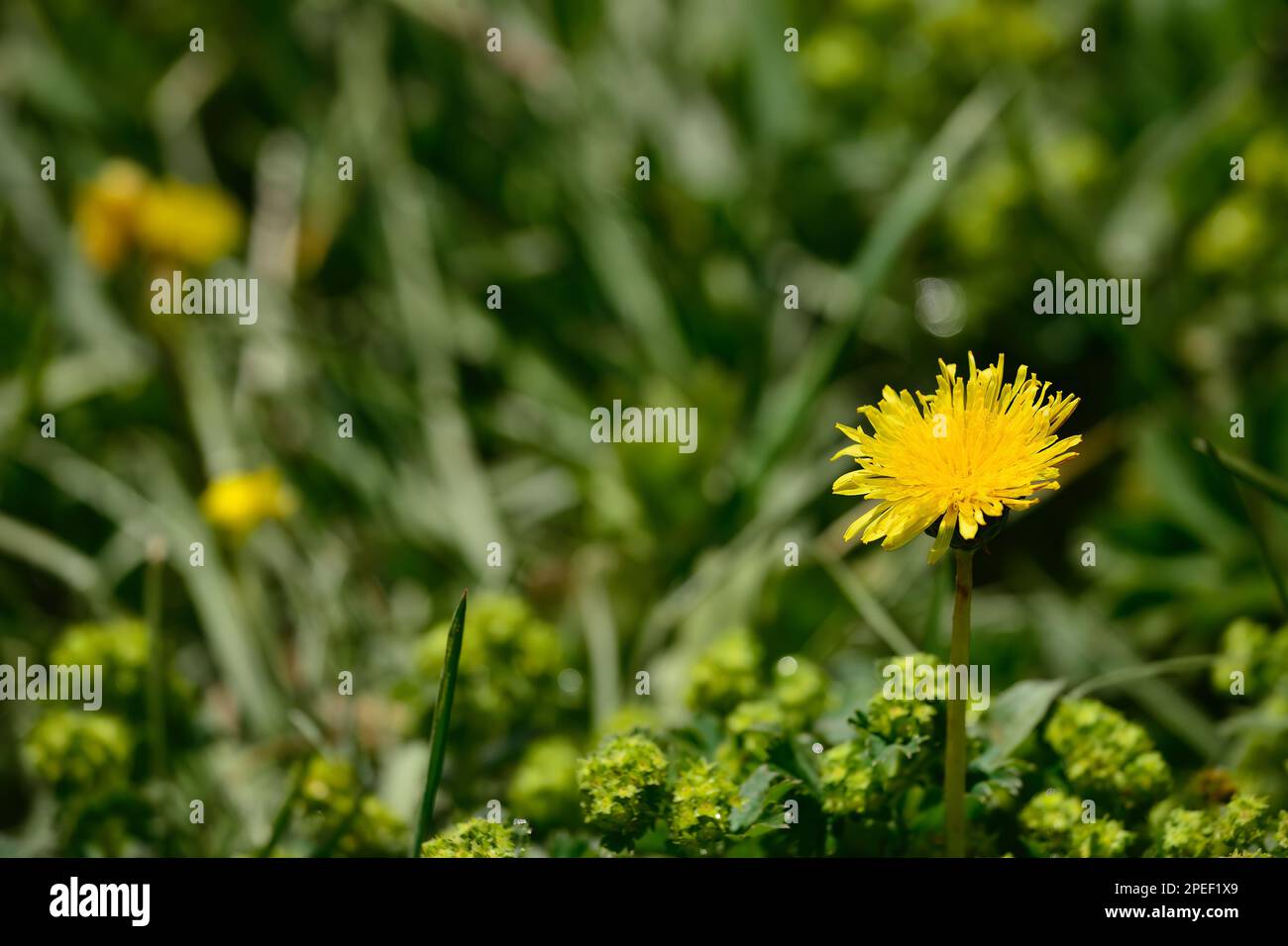 Fiori e piante che si possono vedere ovunque nella prateria Kalajun nello Xinjiang Foto Stock