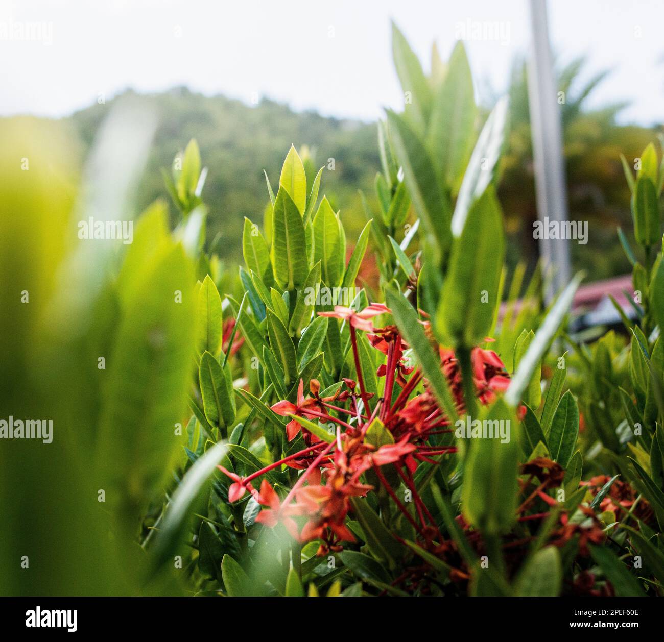 Ixora cinese fiore su San Tommaso, USVI Foto Stock