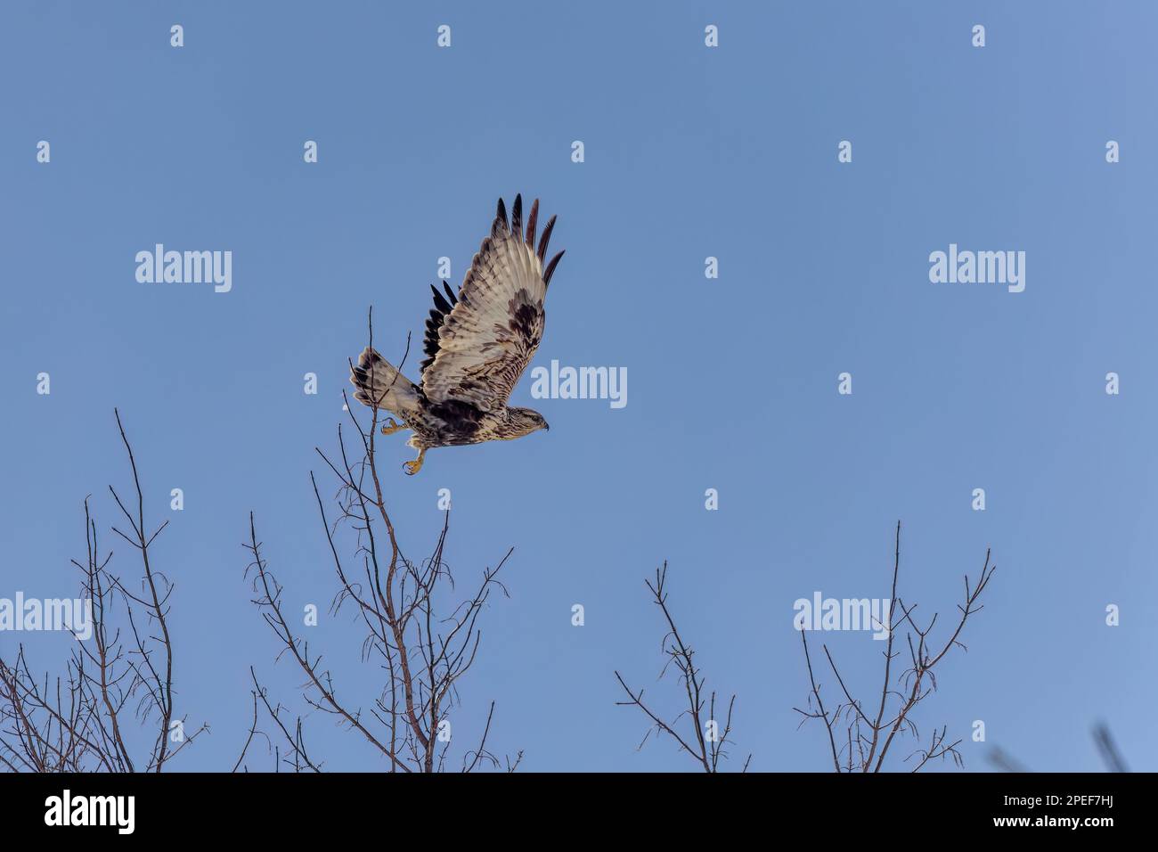 La poiana a zampe ruvide (Buteo lagopus), chiamata anche falco a zampe ruvide in volo. Foto Stock