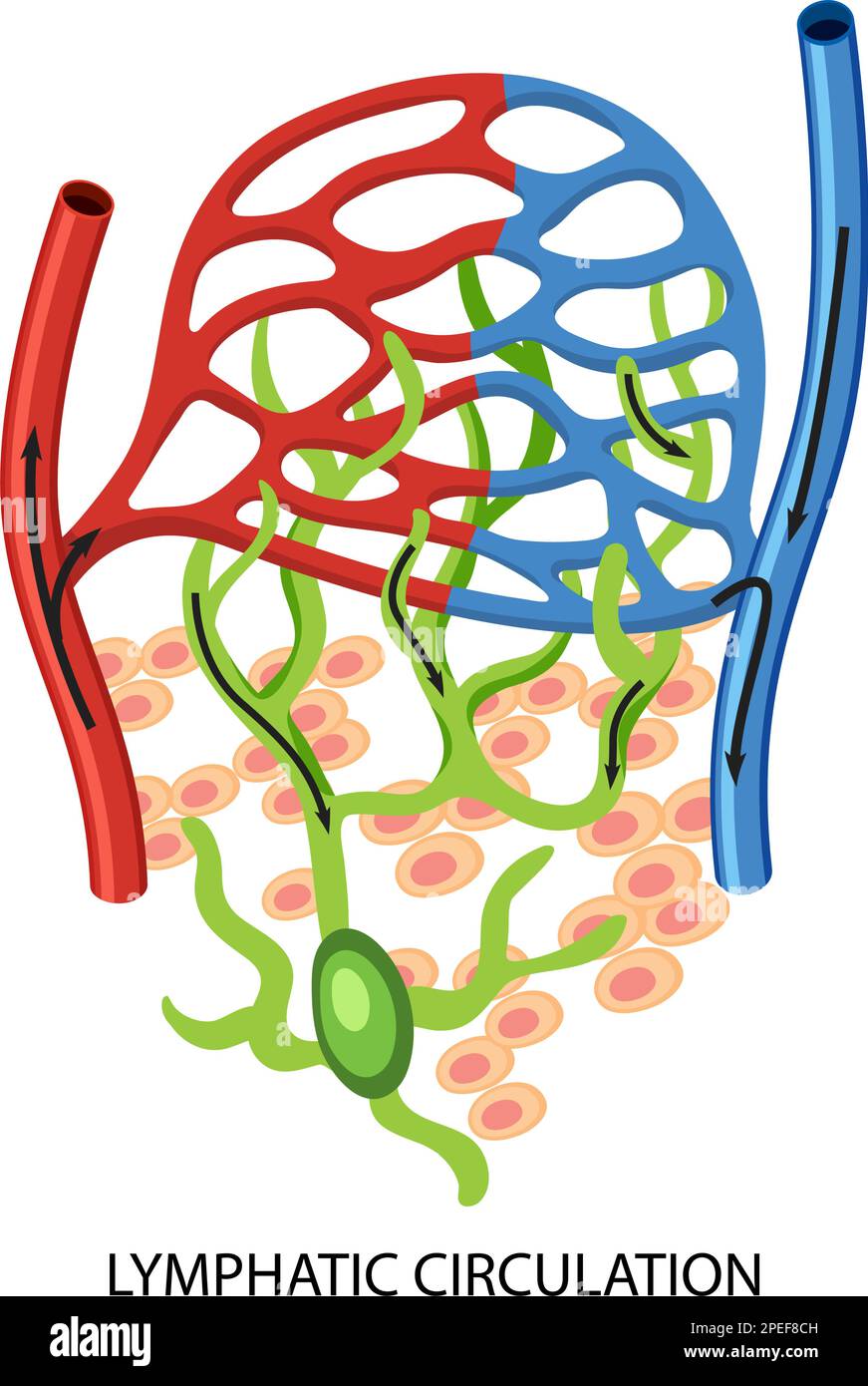 Illustrazione del sistema di circolazione linfatica Illustrazione Vettoriale