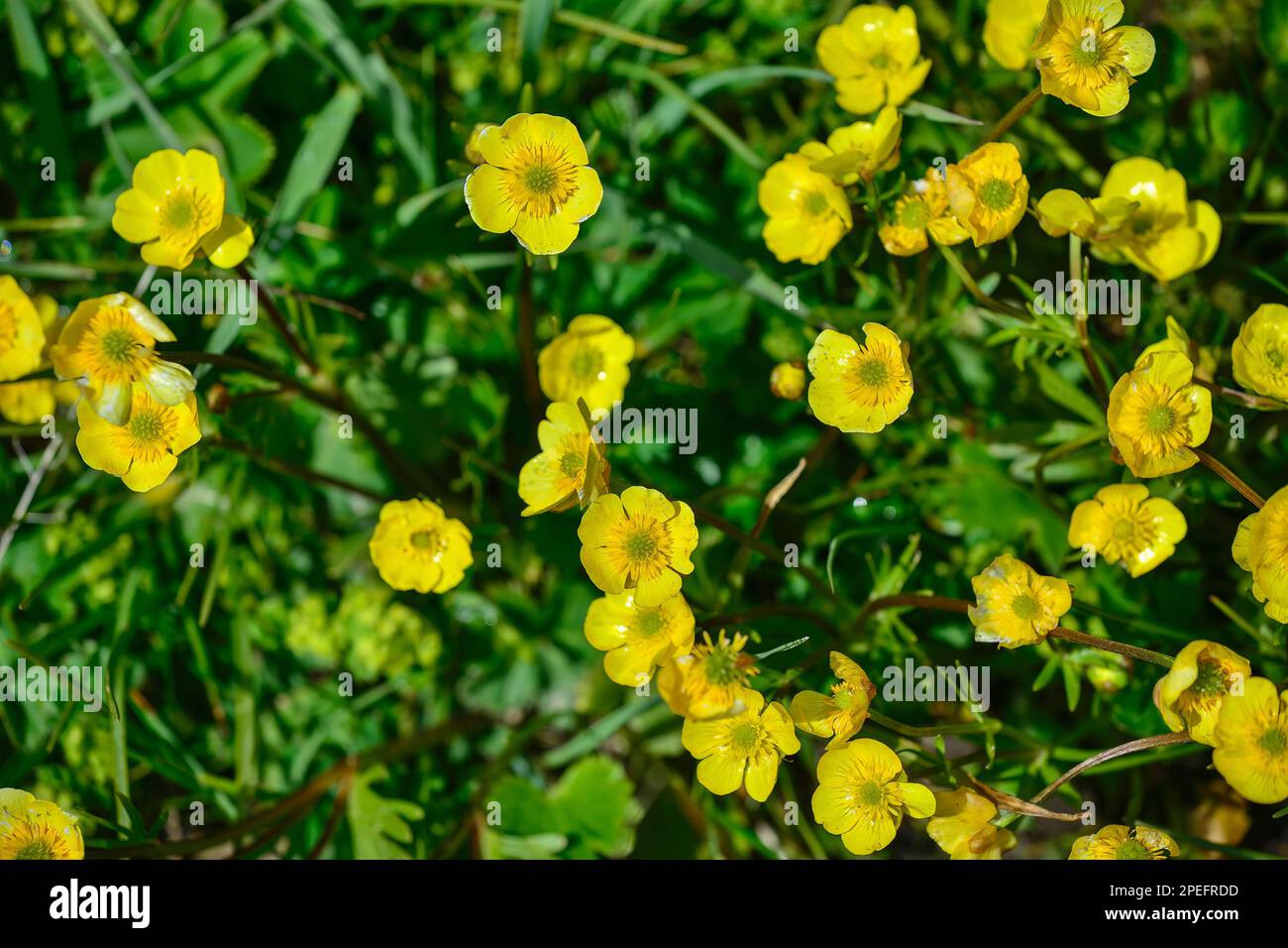 Fiori e piante che si possono vedere ovunque nella prateria Kalajun nello Xinjiang Foto Stock