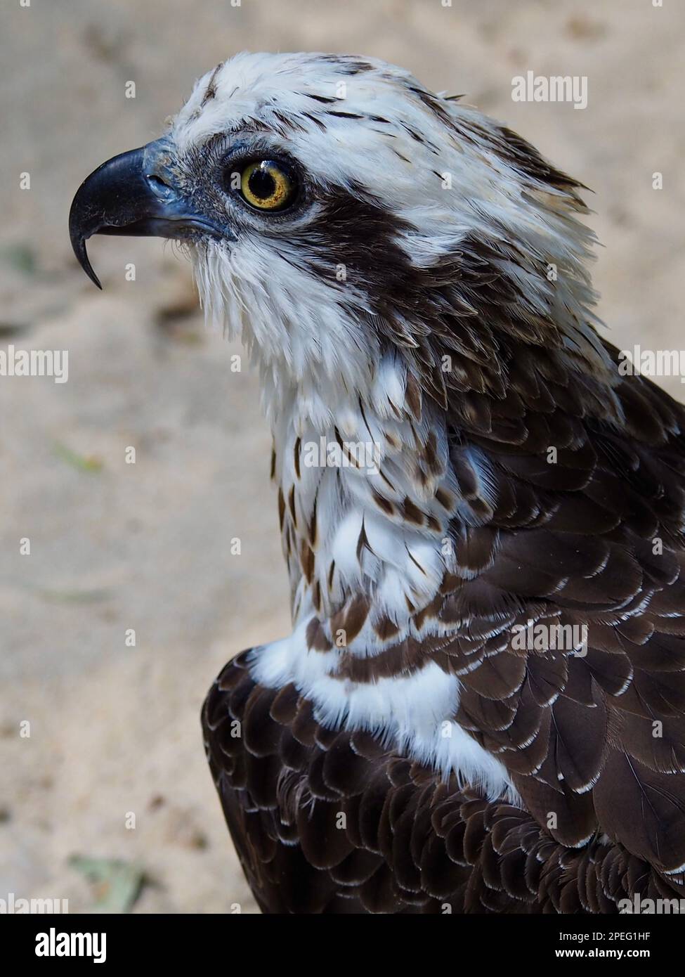 Maestoso e regale Osprey orientale con occhi acuti e un caratteristico piumaggio. Foto Stock