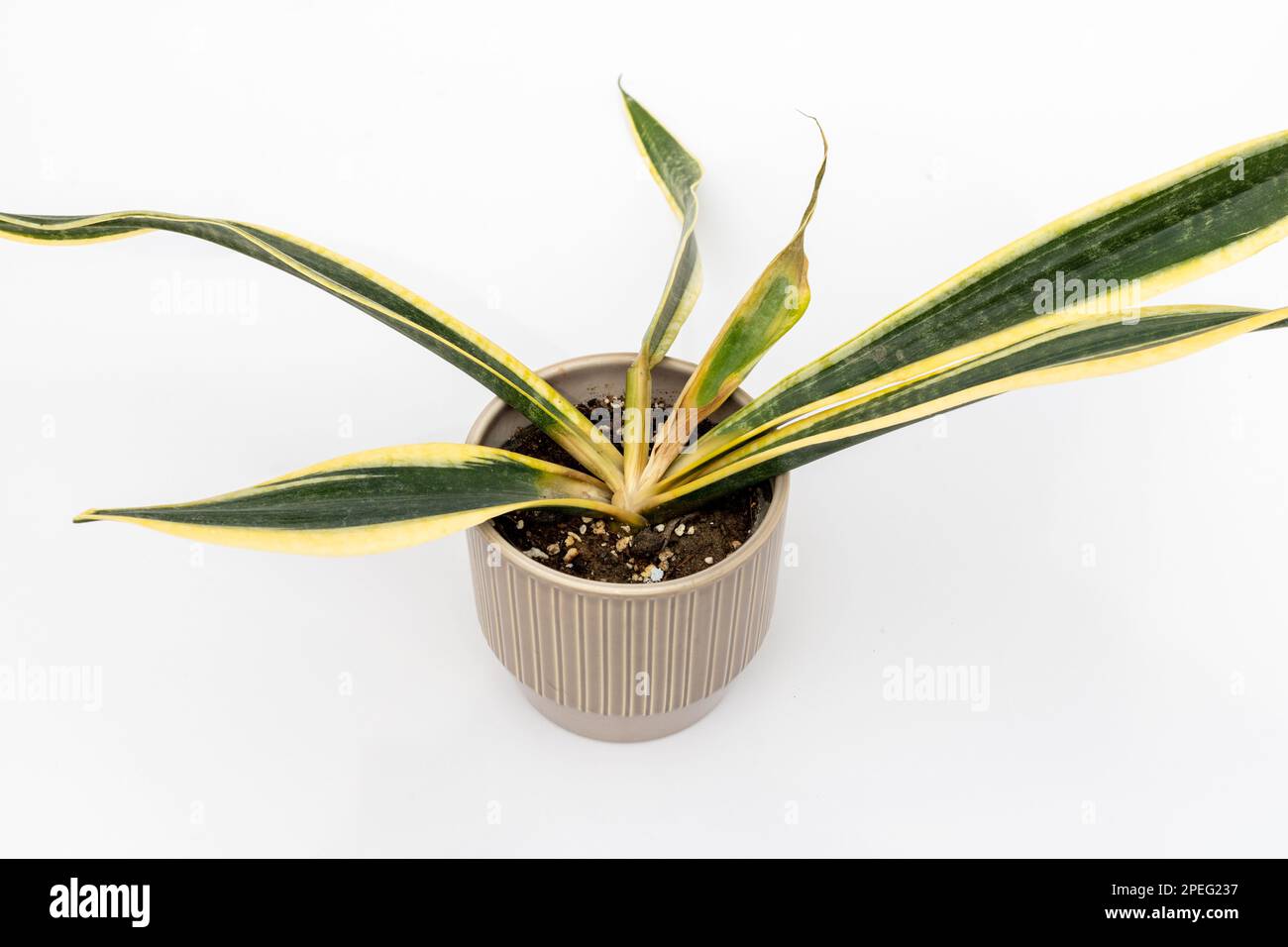 Sansevieria Triflasciata nero oro radice marciume serpente pianta vista ad angolo alto Foto Stock