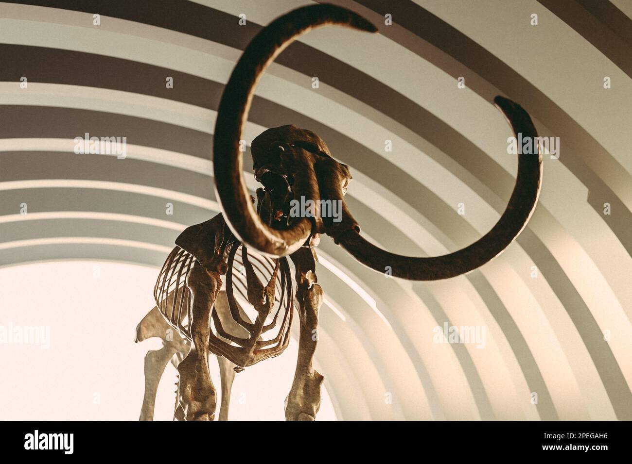 Scansione di un completo scheletro di mammut lanuginoso, esemplare dello Smithsonian reso in un futuristico ambiente simile a un museo Foto Stock