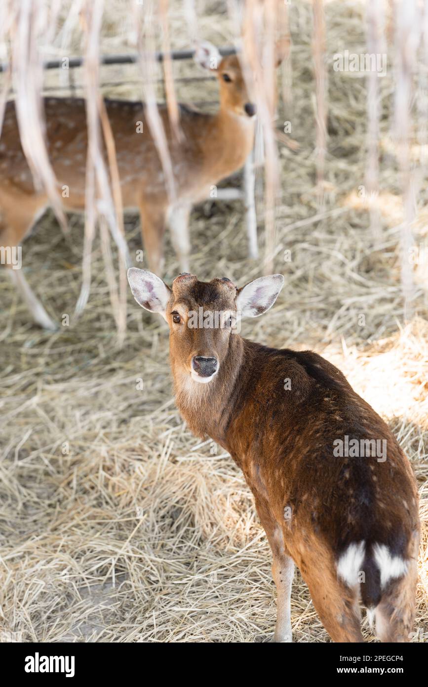 Due cervi sika modello spot fieno fieno fieno shed corna Foto Stock
