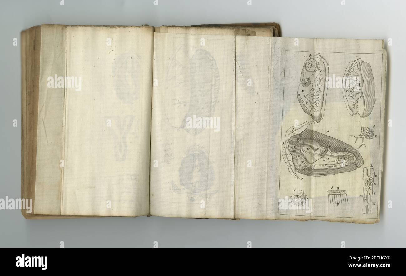 Libro battuto dalle condizioni meteorologiche. Un vecchio libro medico con le sue pagine in mostra. Foto Stock