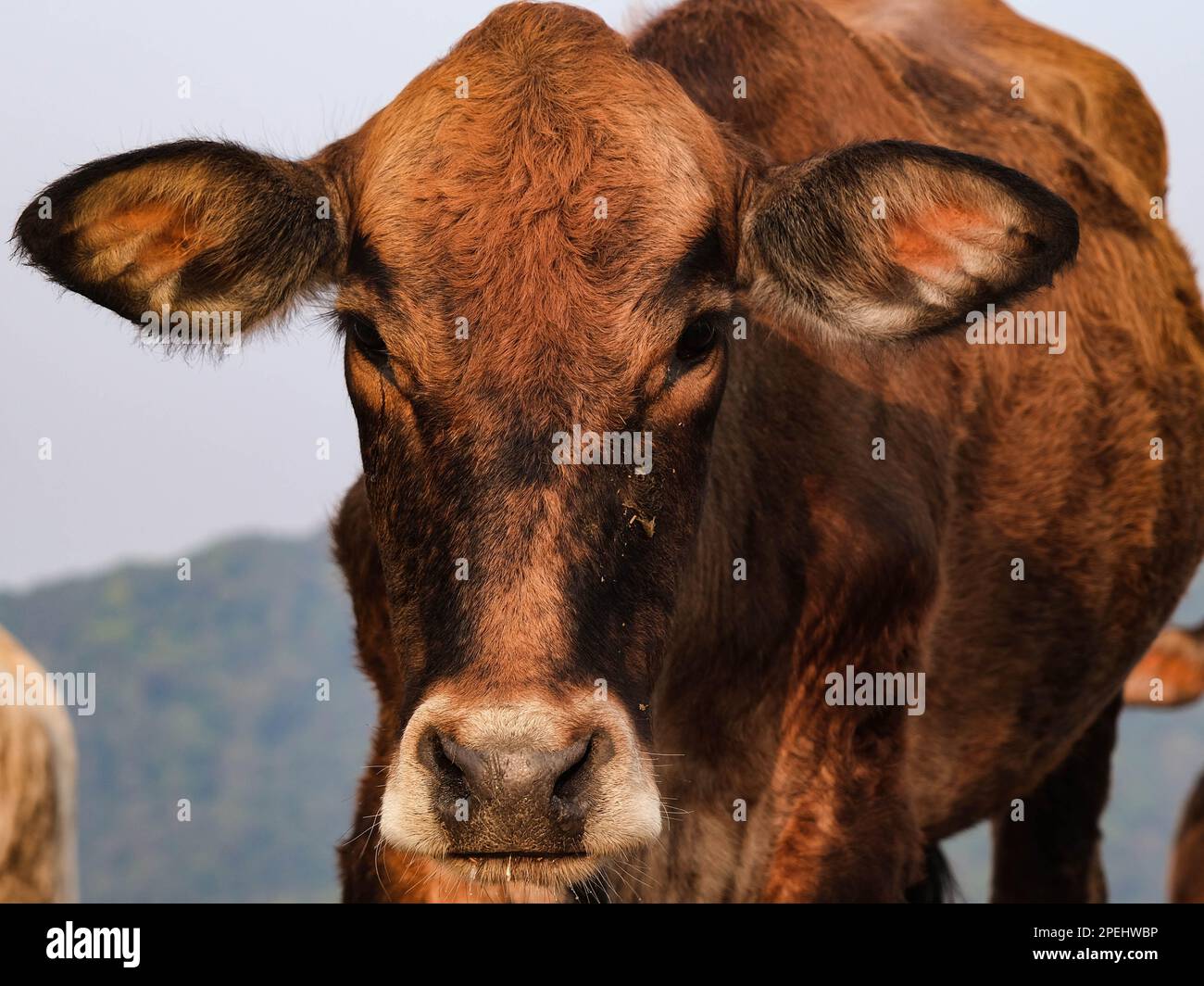 Primo piano di mucca bruna in pascolo guardando la fotocamera sullo sfondo di montagna. Foto Stock