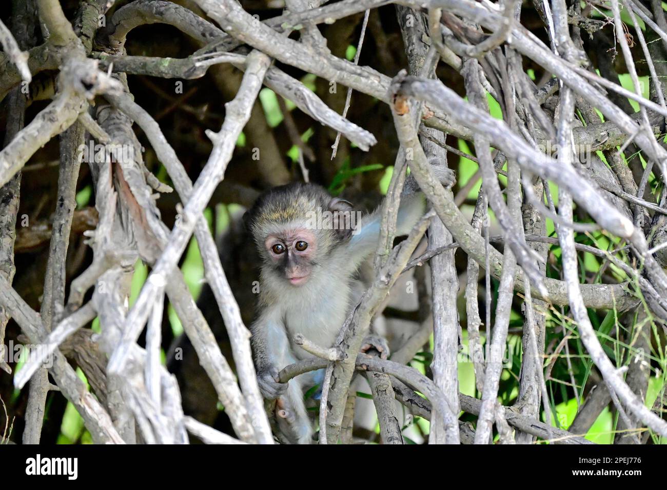 Baby vervet scimmia nascosto in rami, Cradock montagna zebra parco nazionale Foto Stock