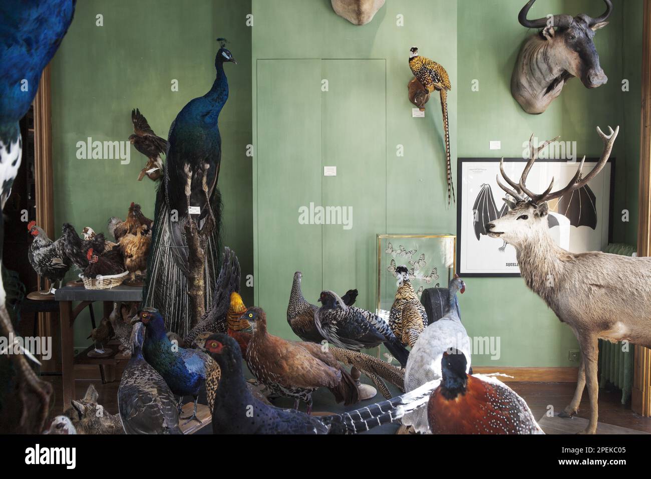 Francia. Parigi (75) 6th° arrondissement. La sobria facciata marrone di Deyrolle rue du Bac nasconde uno dei tesori più strani di Parigi, una vasta collezione di st Foto Stock