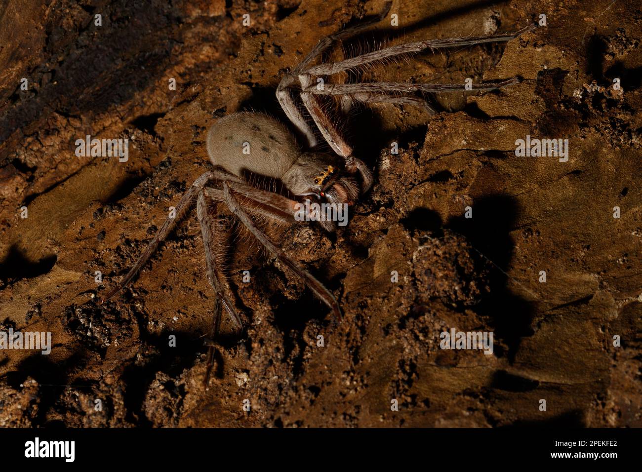 Gray Huntsman Spider (Holconia immanis) in Tree Hollow di notte a Brisbane, Queensland, Australia Foto Stock