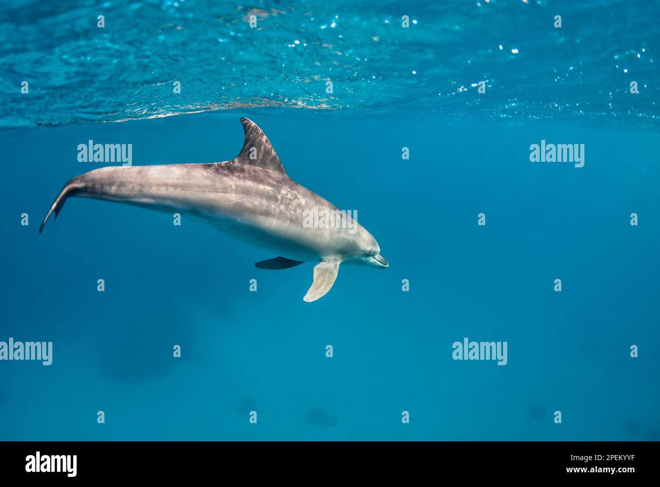 Un delfino (tursiops aduncus) nuota sotto la superficie dell'oceano Foto Stock