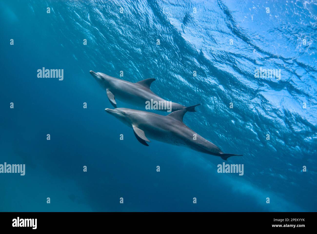 Due delfini tursiopi indici (tursiops aduncus) nuotano nell'oceano Foto Stock