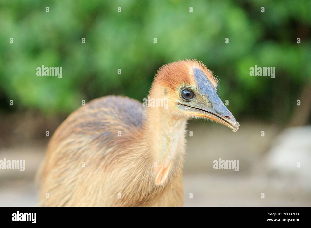 Cassowary Meridionale (Casuarius casuarius) Etty Bay, Queensland, Australia Foto Stock
