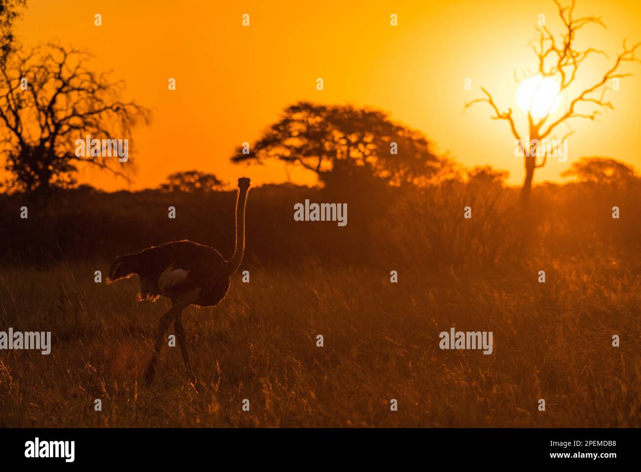 Uno struzzo soleggiato, Struthio, è silurato contro un sole arancione nel Parco Nazionale Hwange dello Zimbabwe. Foto Stock