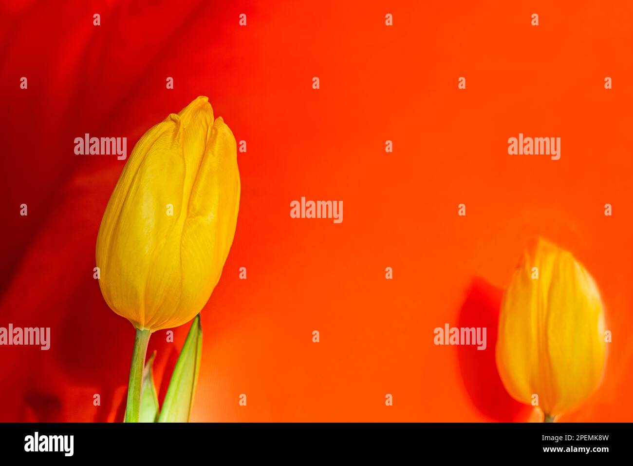 due bellissimi tulipani gialli su sfondo arancione illuminati dal sole. orizzontale Foto Stock