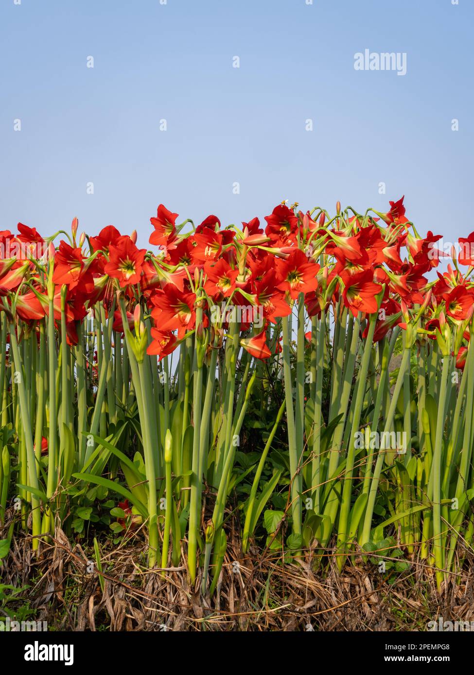 Vista verticale di fiori di arancio rosso brillante di ippeastrum puniceaum aka Barbados giglio o di Pasqua giglio fioritura isolato all'aperto su sfondo cielo blu Foto Stock