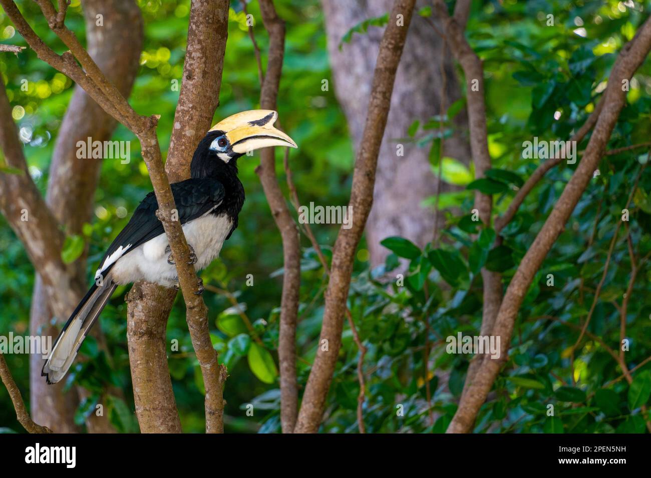 Ritratto di un uccello a becco d'anatra sui rami della foresta pluviale in asia Foto Stock