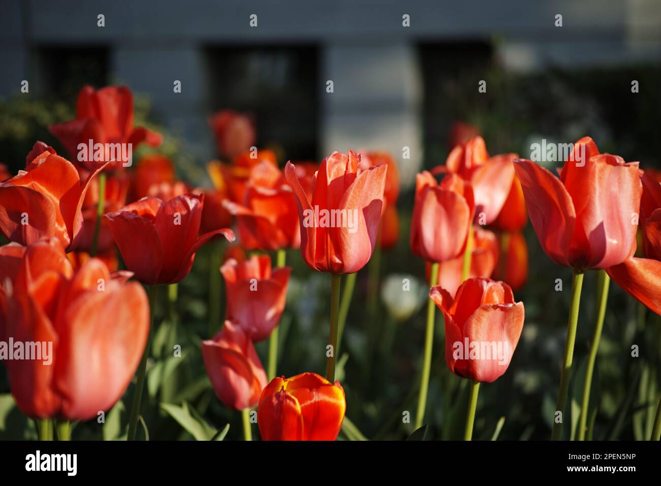 Splendidi tulipani rossi fioriscono in giardino, vivaci fiori di primavera colorati all'aperto Foto Stock