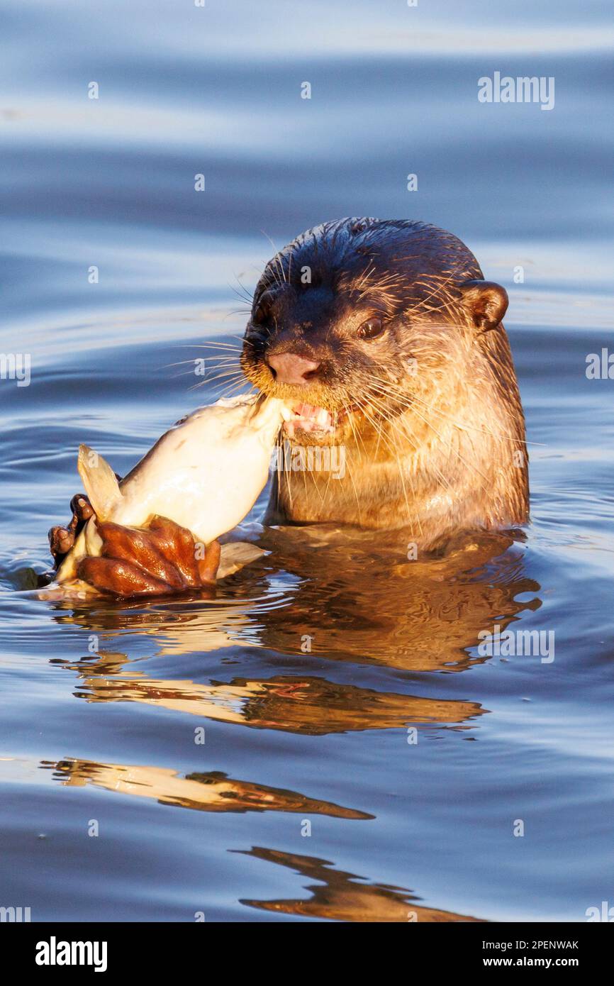 Una lontra liscia (Lutrogale perspicillata) cattura e mangia un pesce sul fiume Singapore. Foto Stock