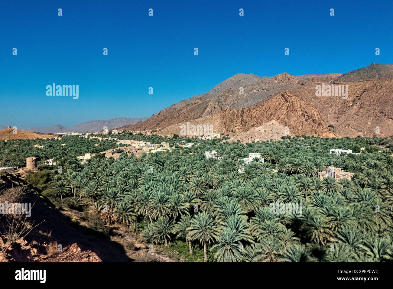 Un'oasi di palme da dattero, Birkat al Mouz, Oman Foto Stock
