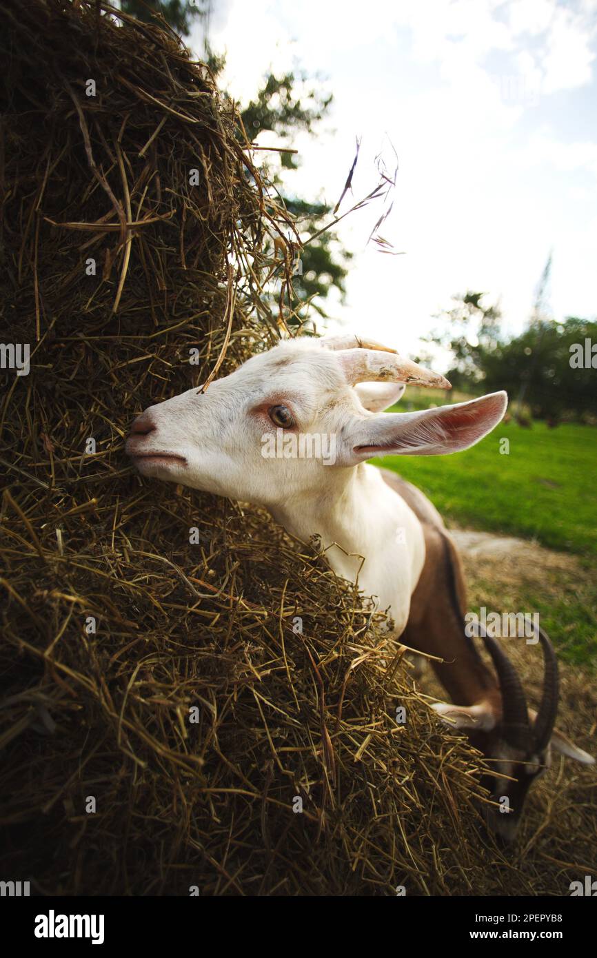 Un colpo verticale di capra bianca che pascola in un prato lussureggiante, mungendo su fieno ed erba Foto Stock