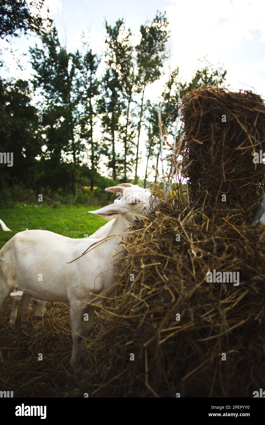 Un colpo verticale di capra bianca che pascola in un prato lussureggiante, mungendo su fieno ed erba Foto Stock