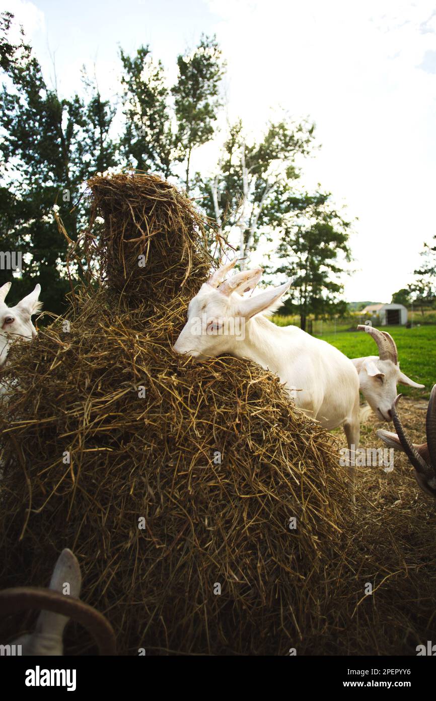 Un colpo verticale di capre bianche che pascolano in un lussureggiante prato, munching su fieno ed erba Foto Stock