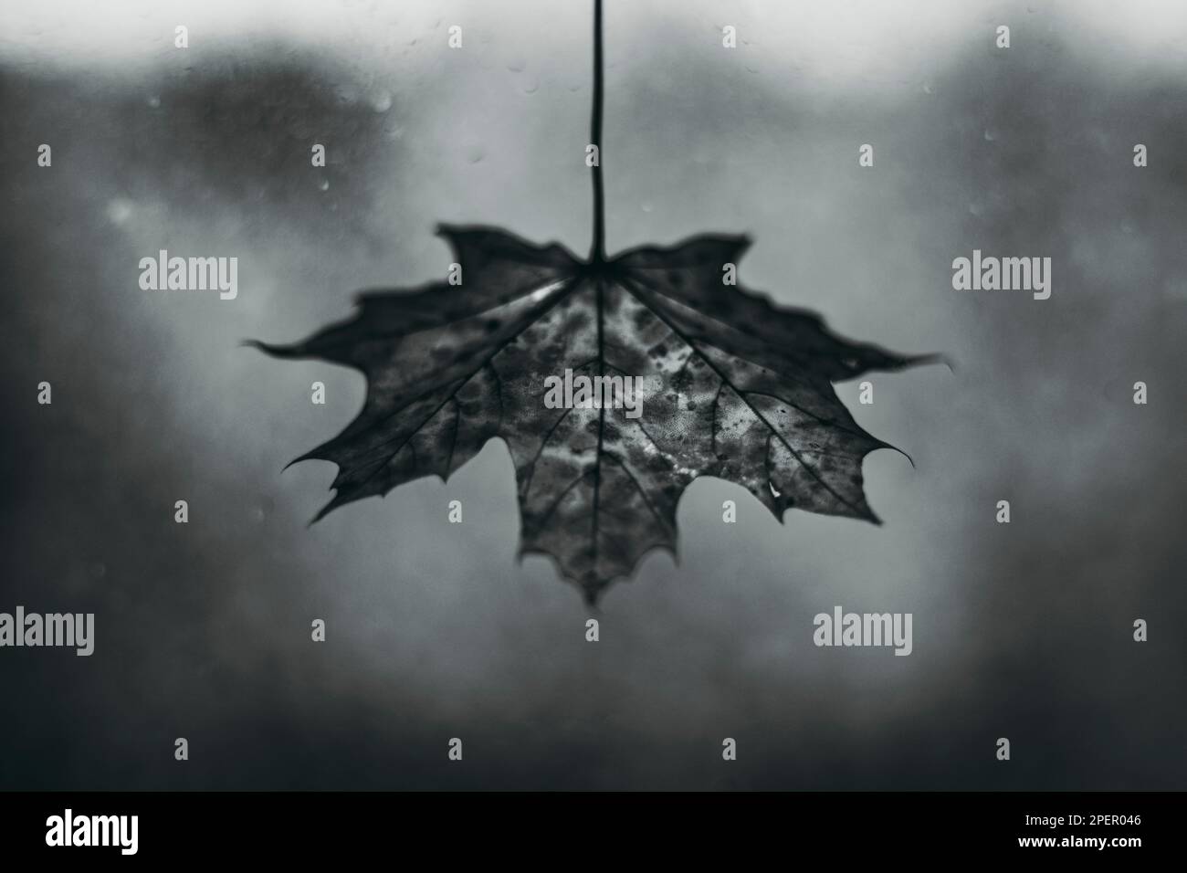 foglia di acero sullo sfondo di vetro sporco Foto Stock