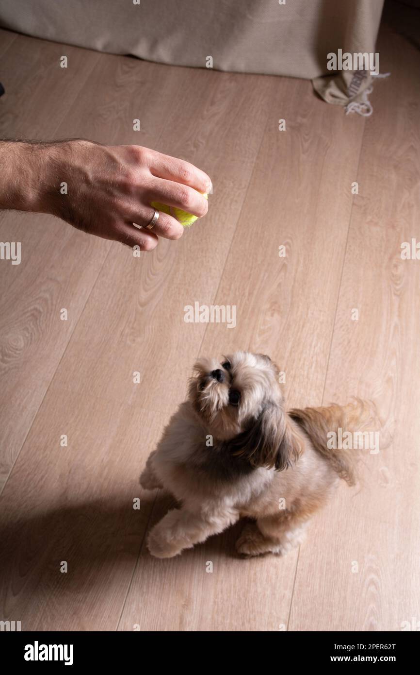 foto di una piccola razza di cane che guarda una palla da tennis nelle sue mani Foto Stock
