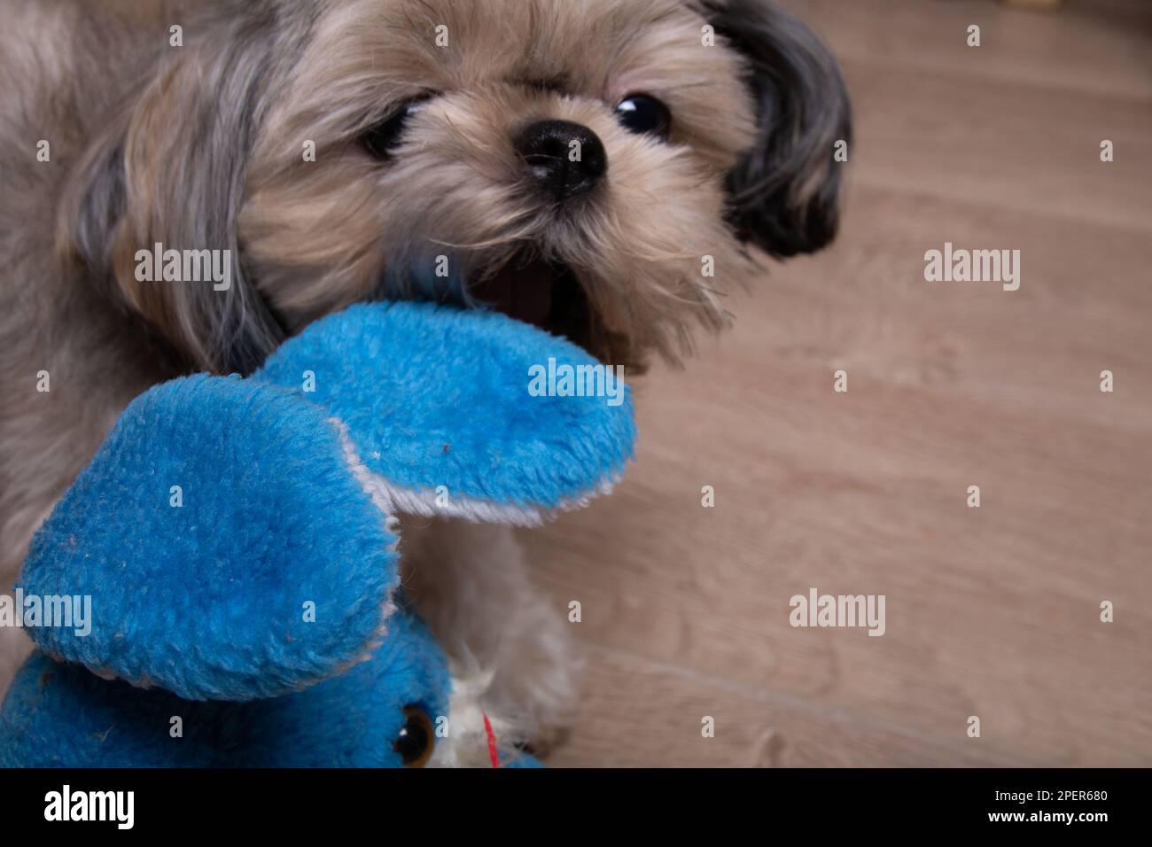 Shih Tzu cane tenendo un giocattolo nei denti e guardando la telecamera da vicino Foto Stock