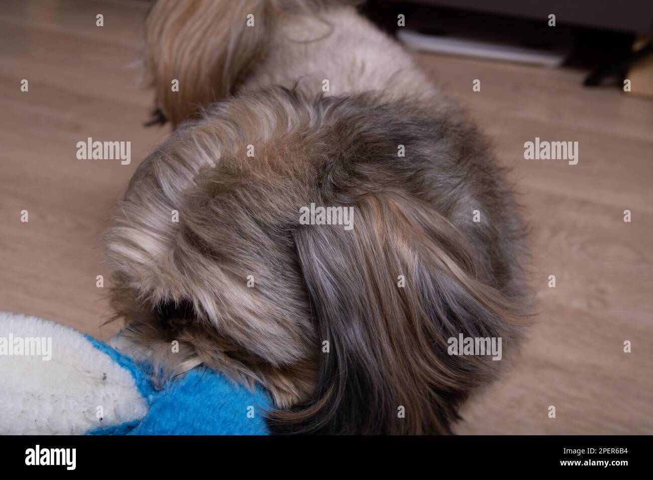 Shih Tzu cane tenendo un giocattolo nei denti e guardando la telecamera da vicino Foto Stock