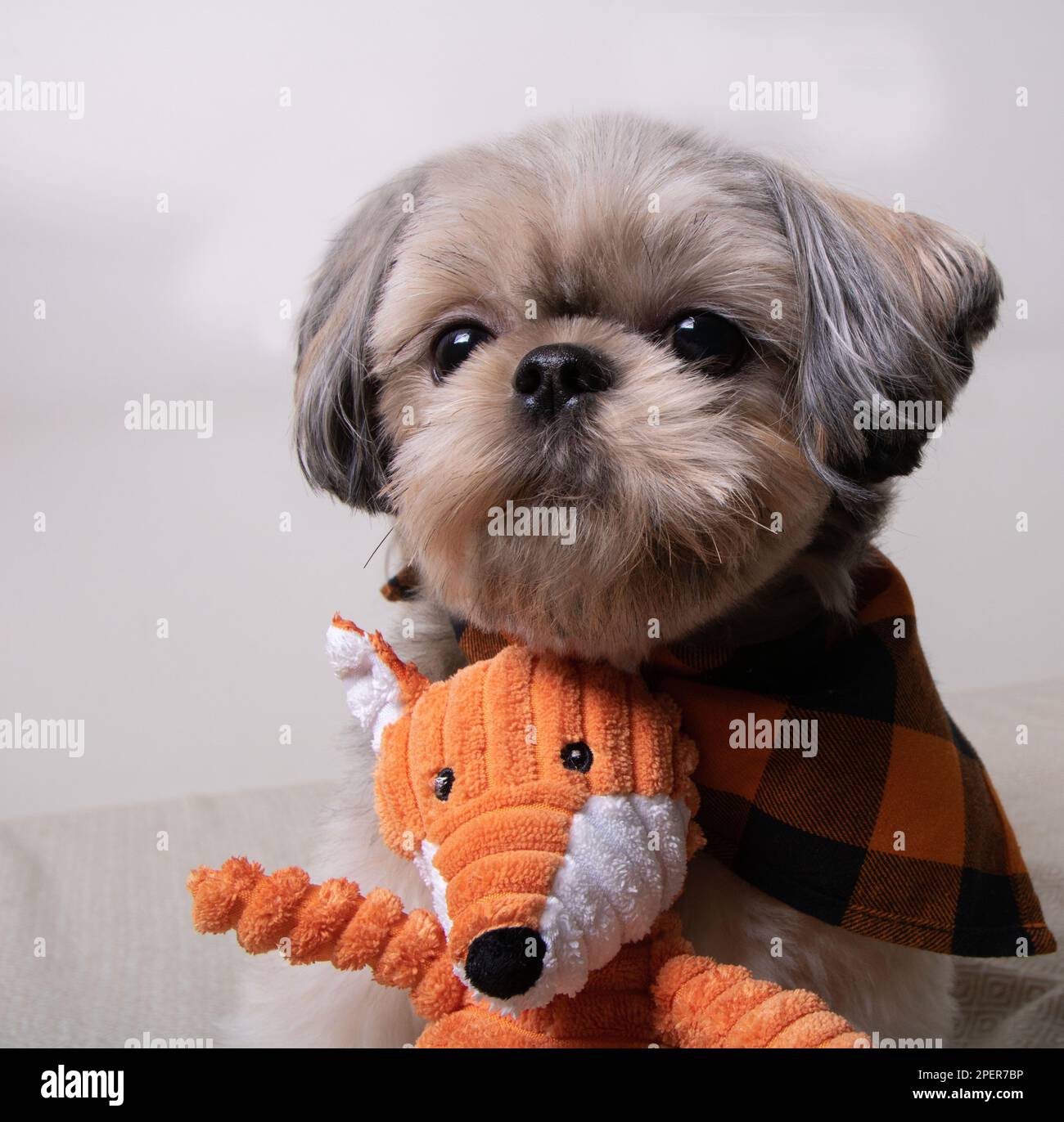 foto di un cane di razza piccola con il suo giocattolo affiancato e guardando nella stessa direzione Foto Stock