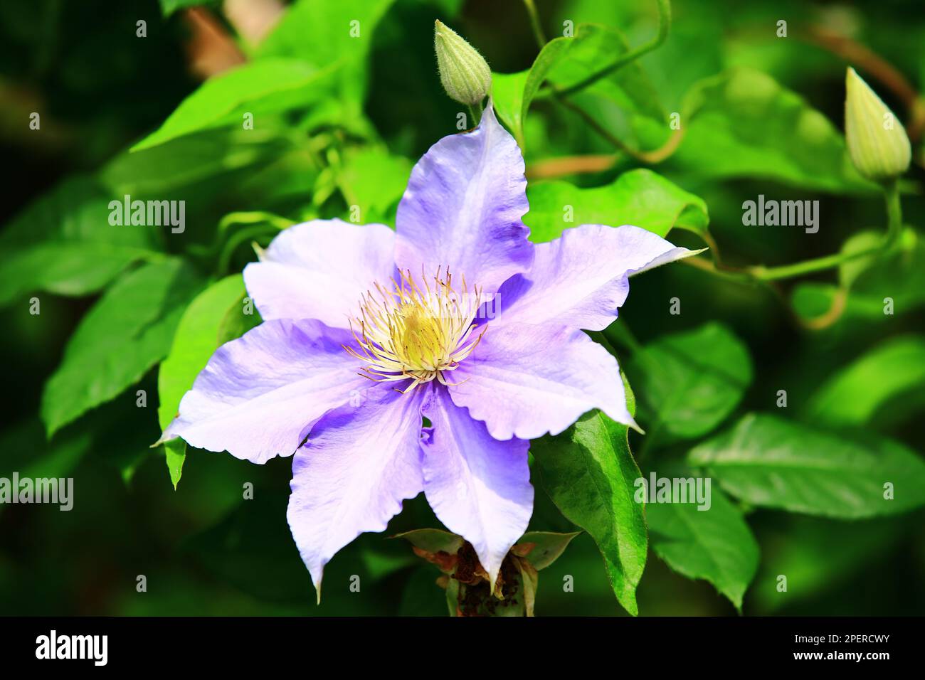 Fiore Clematis Hybridas (Vase Vine) fiore, primo piano di Clematis Hybridas fiore fioritura nel giardino Foto Stock