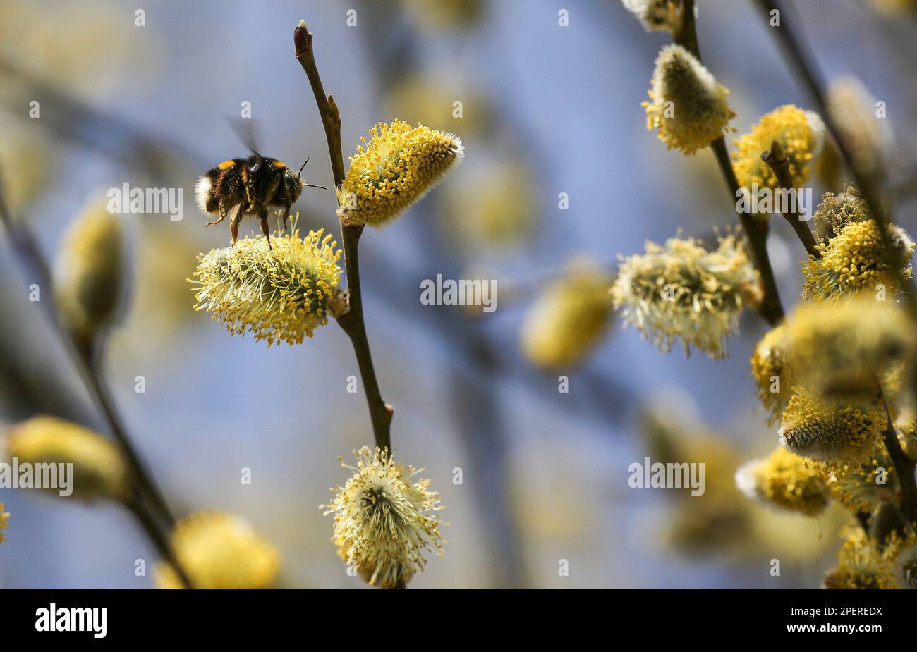 Altheim, Germania. 16th Mar, 2023. Un bumblebee si siede su una zucca salice fiorente. Oggi, le persone nel sud-ovest possono aspettarsi un sacco di sole con temperature tra gli otto e 16 gradi. Venerdì sarà simile con abbondanza di sole e alti di 21 gradi. Credit: Thomas Warnack/dpa/Alamy Live News Foto Stock