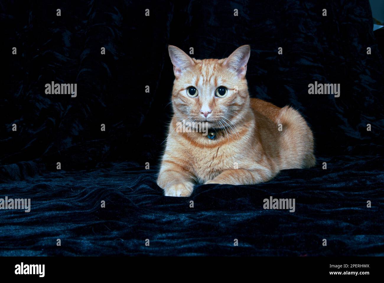 Un grande gatto arancione che starring Foto Stock