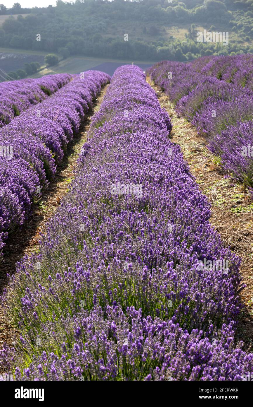 Filari di lavanda che crescono nella campagna del Kent, Regno Unito Foto Stock