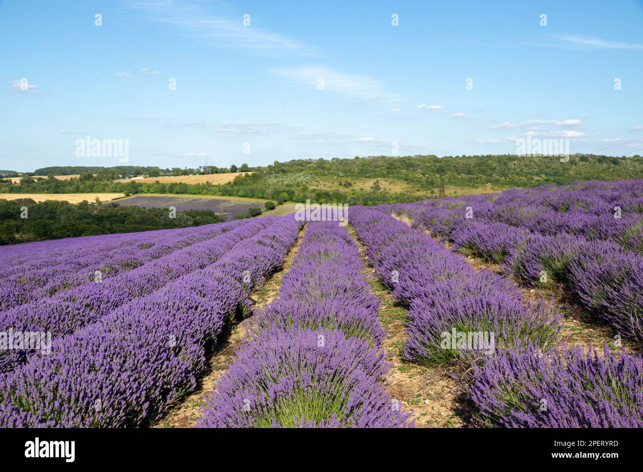 Filari di lavanda che crescono nella campagna del Kent, Regno Unito Foto Stock